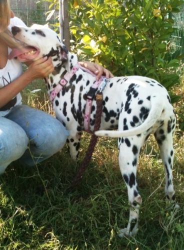 dalmata_zoom