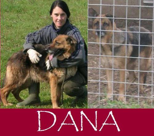 dana_CEO1A