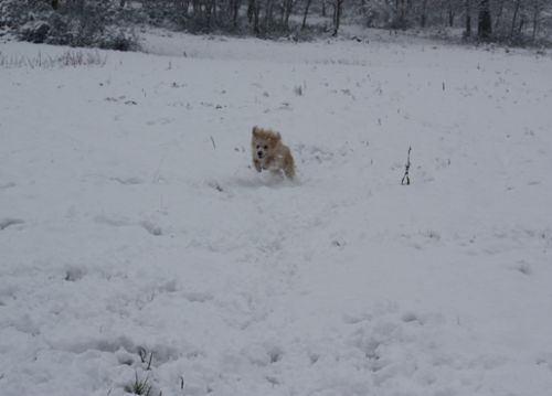 delice_neve