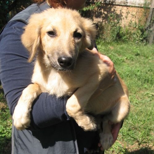 dolly_e_lilli_cucciolissimi_3