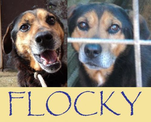 flocky