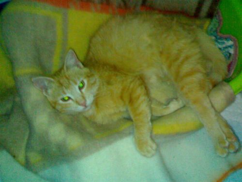 gattina_rossa_bg