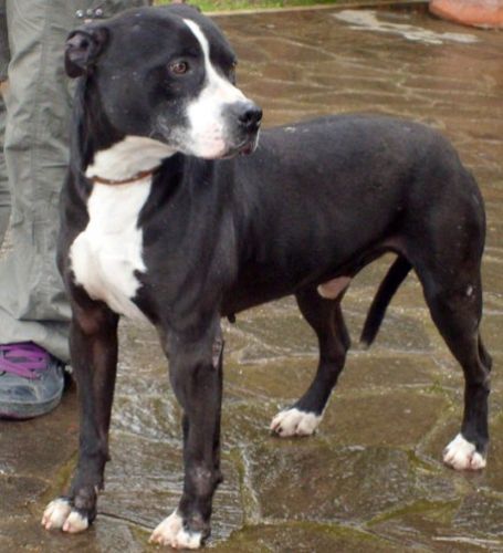 gin_pit_bull