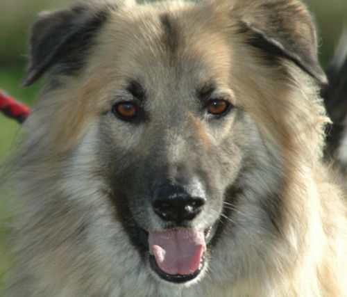guido_hotel_cani_e_gatti
