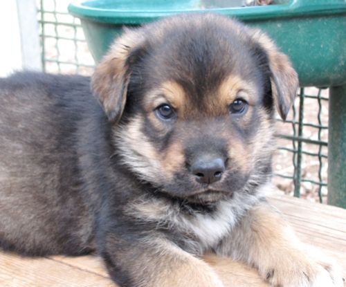 Cucciolissimi Org Cucciolissimi 5 Cuccioli Bellissimi Da Adottare Subito Adozioni Canili Roma