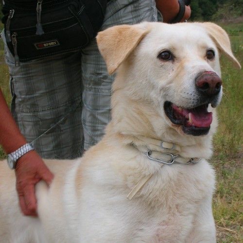 hotel-cani-e-gatti-rambo-1