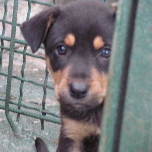 hotel-cani-e-gatti_3-cuccioli