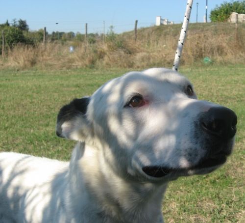 hotel-cani-e-gatti_grullo