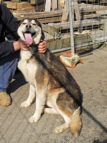 husky_artena4