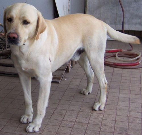 labrador_maschio1