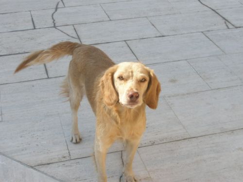 labradorini1