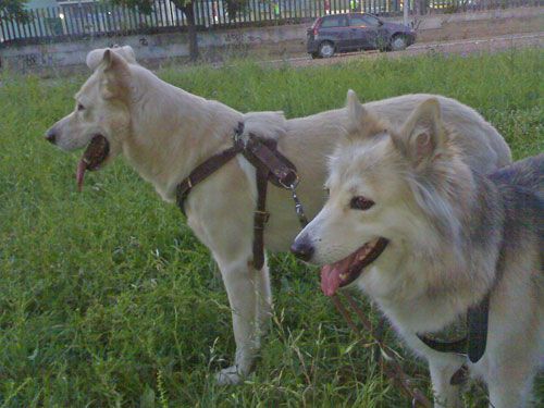 lilly-e-simba