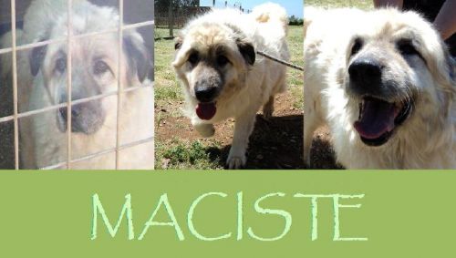 maciste_1