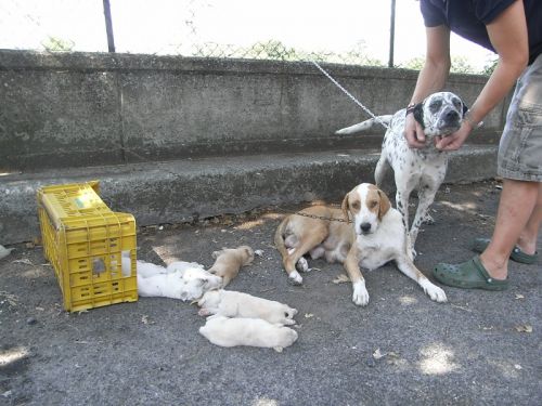 mamme_e_cuccioli_1