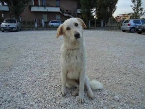 mare1