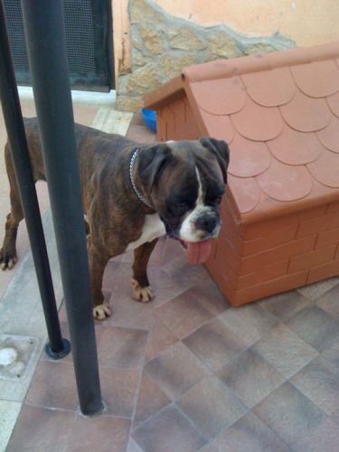 merlino2