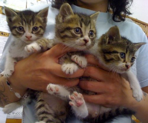 Cucciolissimi Org Cucciolissimi Sos Tanti Gattini Al Canile Della Murataella Adozioni Canili Roma