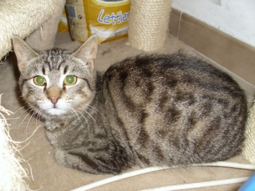micio_tigratino