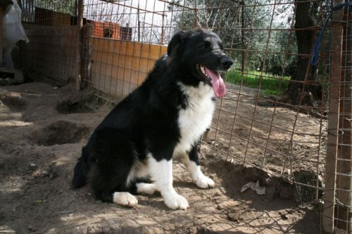 nerone