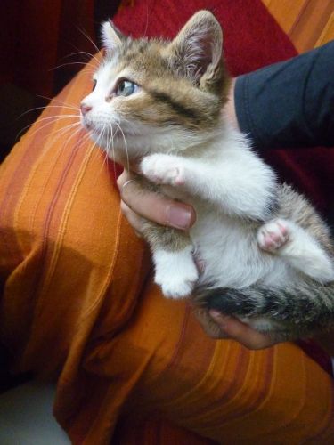 ofelia