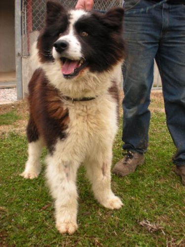 orso2