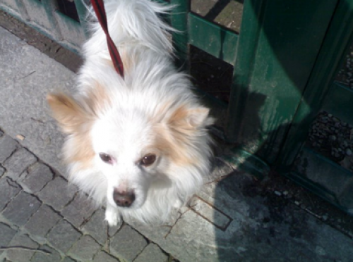 otto