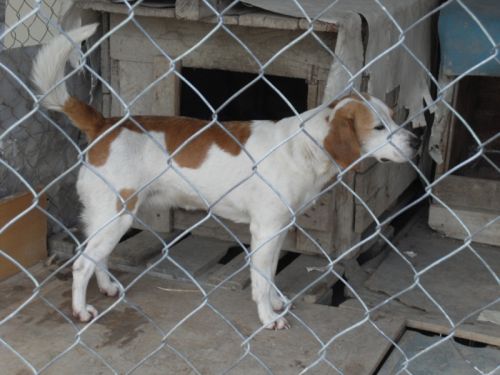 perla_beagle3