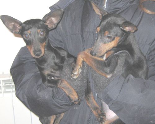 pinscher_insieme