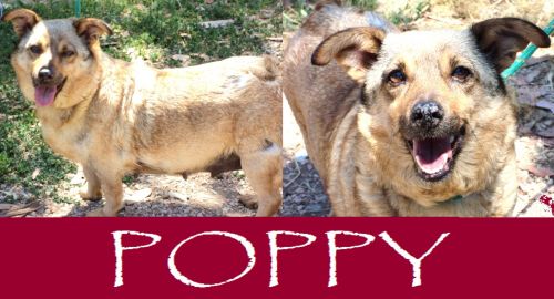 poppy