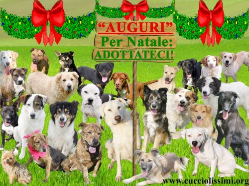 prato1_copia