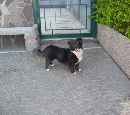 rex7