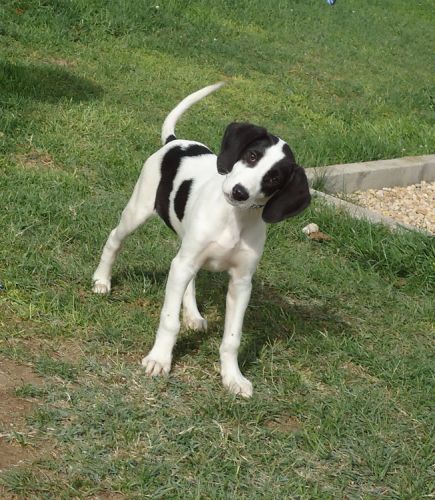 rif_1491_cucciolo