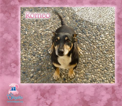 romeo3