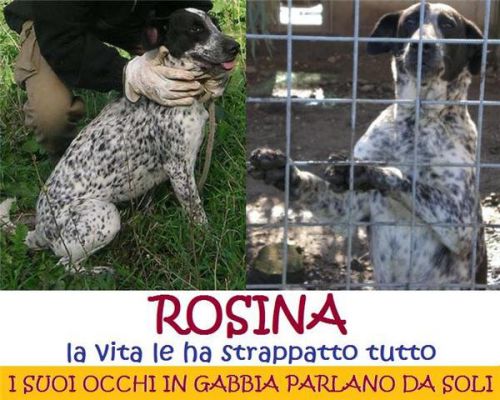 rosina20appello1