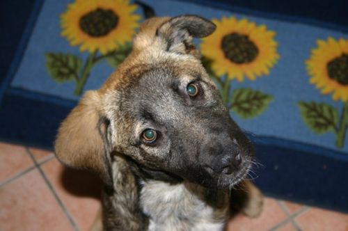 sancho2