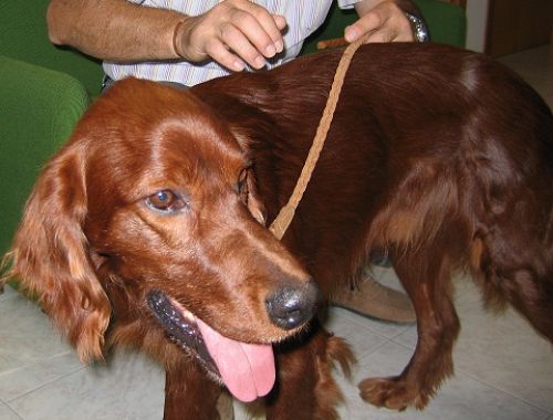 setter