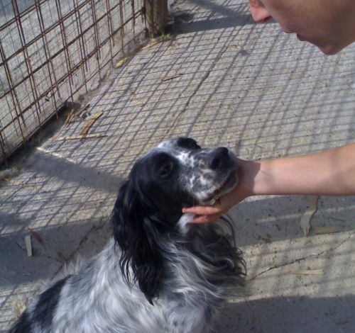 setter_Tolfa