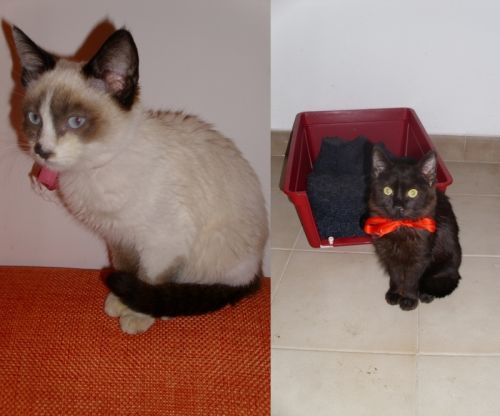 siamesi_inseparabili3