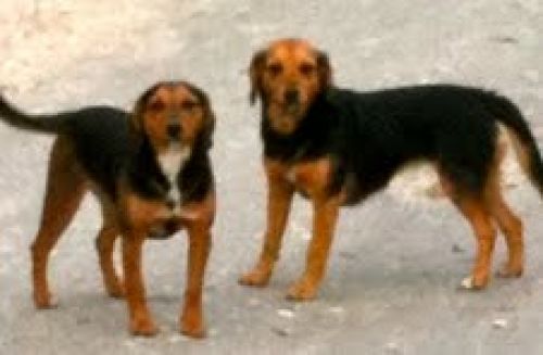 simil_beagle