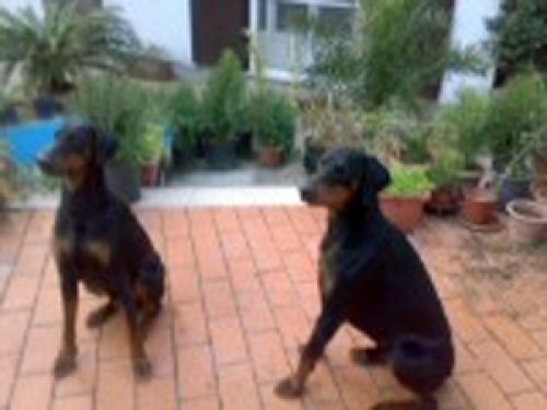 sirius_e_sharon_538
