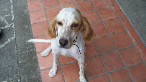 smarrita_Pallone-Vitorchiano