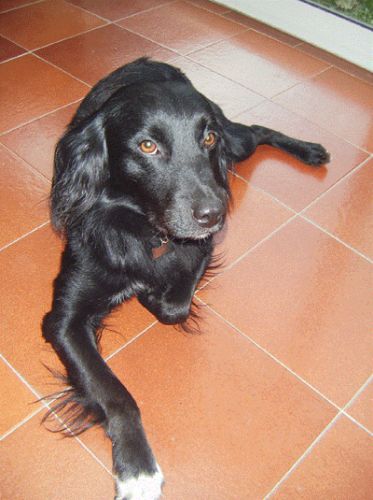 smarrito_palestrina