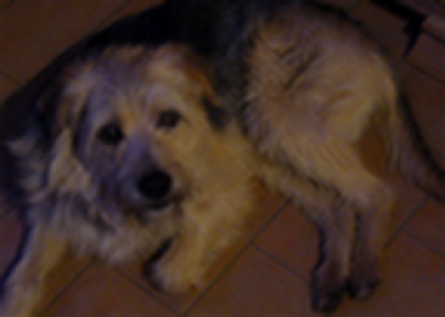 spino_torcarbone
