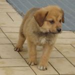 1011-1018_cuccioli-muratella_2