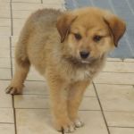 1011-1018_cuccioli-muratella_3
