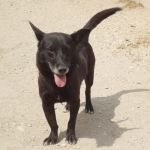 1033-10_canile-muratella_1