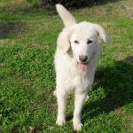 1296-10_canile-muratella