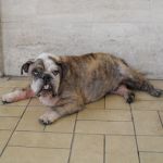 1315-10_canile-muratella_1