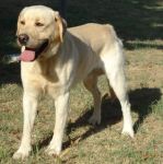 1319-10__labrador_canile-muratella