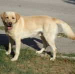 1319-10__labrador_canile-muratella_1